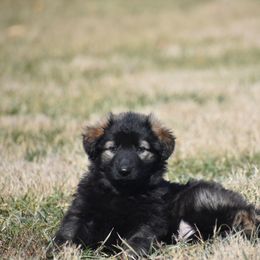 Shiloh Shepherd Puppies from Echo Shilohs