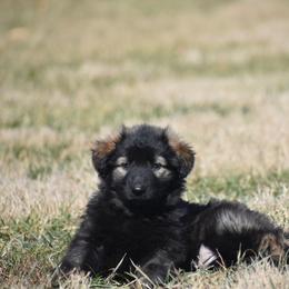 Shiloh Shepherd Puppies from Echo Shilohs