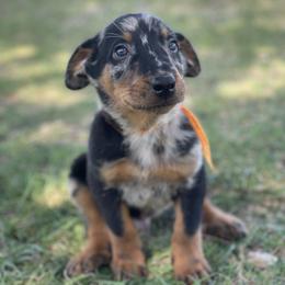Beauceron and Doberman Pinscher Puppies from Elitehaus