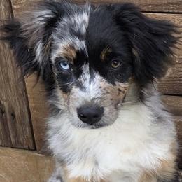 Miniature Australian Shepherds from Adina Enlow