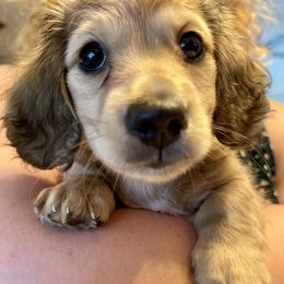 Dachshund Puppies from Island Farms Mimi’s Dachshunds Florida