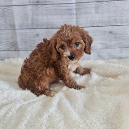Garnet James - Apricot male Cavapoo puppy in Decatur, Illinois from We R Puppies-Petite Pups