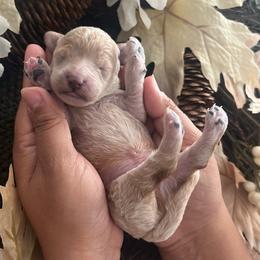 Stand by Me - Cream male Poodle puppy in Hemet, California from Vallevistadoodles