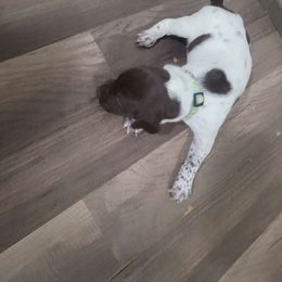 Girl 1 - White and liver German Shorthaired Pointer puppy in Troy, North Carolina from Uwharrie GSP