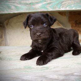 Liver male - Liver male Miniature Schnauzer puppy in Paradise, Texas from B4 Toy Aussies