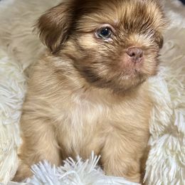 Gold Liver Male - Liver male Shih Tzu puppy in Mendenhall, Mississippi from Hollingsworth Shih Tzus