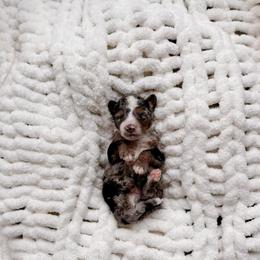 Mactan - Tri-color male Bernedoodle puppy in Cold Spring, Minnesota from A.N.A. Doodles