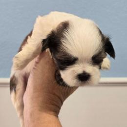 Harry - Brindle and white male Shih Tzu puppy in Carthage, Missouri from Cooley's Cuddle Pups