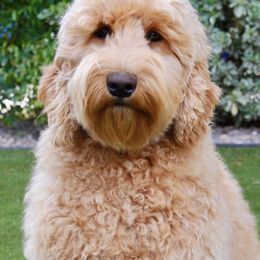Australian Labradoodles from Gold Medal Australian Labradoodles