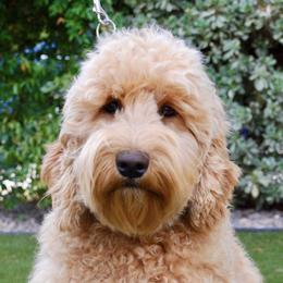 Australian Labradoodles from Gold Medal Australian Labradoodles