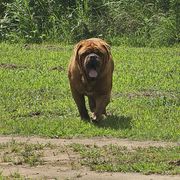 Dogue de Bordeaux puppies from Magnificent Mastiffs of Atlanta