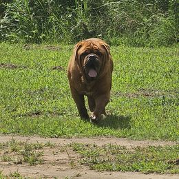 Dogue de Bordeaux puppies from Magnificent Mastiffs of Atlanta