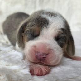 Green collar boy - Blue tan and white male Beagle puppy in Spring Branch, Texas from Lost Trail Kennels