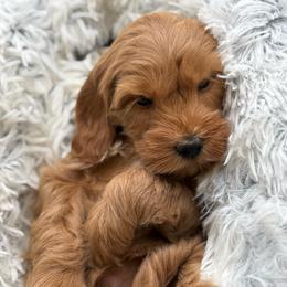 Daisy - Apricot female Double Doodle puppy in Hayden, Alabama from Agape Southern Farms