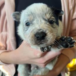Boy 3 - Blue male Australian Cattle Dog puppy in Irvington, Kentucky from Dry Valley’s Australian Cattle Dogs