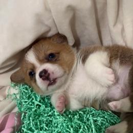 Coda - Red female Pembroke Welsh Corgi puppy in Magnolia, Texas from Wiggle Ranch Corgis