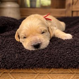 Boy 3 Joey - Golden male Golden Retriever puppy in Angier, North Carolina from Howard's Retrievers