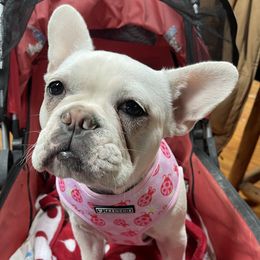 Bernedoodles and French Bulldogs from MaKayla’s Frenchies & Bernedoodles