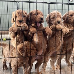 Goldendoodle Puppies from FurEver Friends Doodles