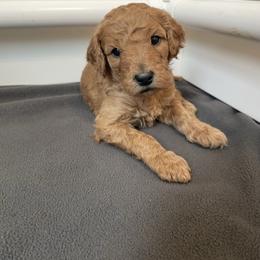 Pink Collar Girl - Red  female Poodle puppy in Grandview, Tennessee from FurEver Poodles