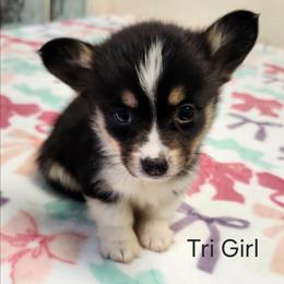 Tri Girl - Black and tan female Pembroke Welsh Corgi puppy in Bay Area, California from MJ's Corgis