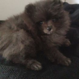 Skye - Blue female Pomeranian puppy in Greenville, North Carolina from Pampered Pomeranians