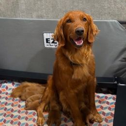 Sadie - Golden Retriever