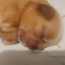 Girl 1 - Liver female Shih Tzu puppy in Belleville, Michigan from Patricia's Heavenly Earth Angels