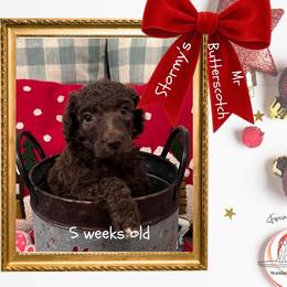 Butterscotch - Brindle male Poodle puppy in Ocean Springs, Mississippi from Forever Summer Standard Poodles