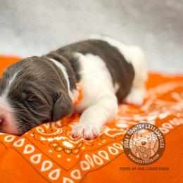 Miss Orange - Chocolate female Australian Labradoodle puppy in Wake Forest, North Carolina from Lucky Country Labradoodles