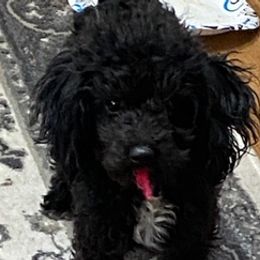 Poodles and Yorkshire Terriers from Ruth's Pups
