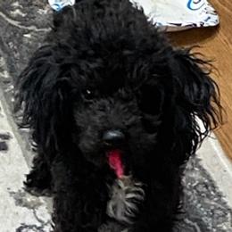 Poodles and Yorkshire Terriers from Ruth's Pups