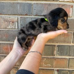 Green boy - Dapple male Dachshund puppy in Cushing, Oklahoma from Euchee creek mini dachshunds