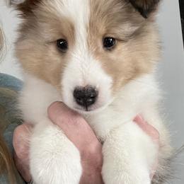 Shetland Sheepdog Puppies from Southern Charm Sheltie’s