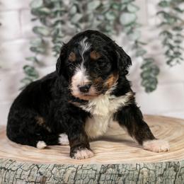 Hockey - Family Raised - Tri-color male Bernedoodle puppy in Eureka, Illinois from Joley Aire Family Dogs