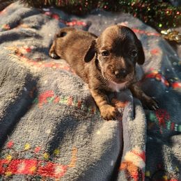 Winter - Brindle female Dachshund puppy in Cardington, Ohio from A & J Miniature Dachshunds & Bulldogs