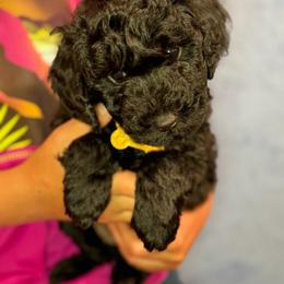 Izzy's Girl - Black female Poodle puppy in Martinsville, Indiana from Stonewick Poodles