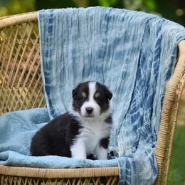 Australian Shepherd Puppies from Indigo Grove Aussies