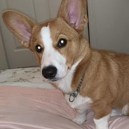 Pembroke Welsh Corgi Puppies from Southern Raised Corgis