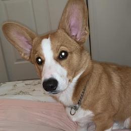 Pembroke Welsh Corgi Puppies from Southern Raised Corgis