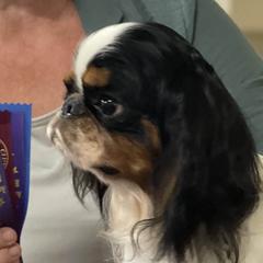 Zane - English Toy Spaniel