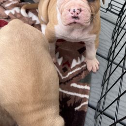 Alapaha Blue Blood Bulldog Puppies from WICKED Alapaha Kennel