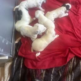 Boy 2 - White and black male Dalmatian puppy in Williamsburg, Ohio from Dewey’s Dals