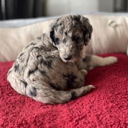 Bernedoodle, Cockapoo, and Goldendoodle Puppies from Avery Doodle Day LLC