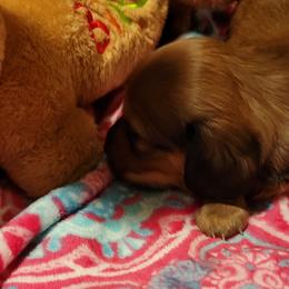 Dachshund Puppies from CLARK'S BREEDING PROGRAM