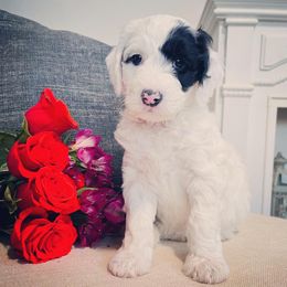 Sheepadoodle Puppies from Maplesierradoodles