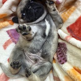 Pug Puppies from Vaubel Country Pugs