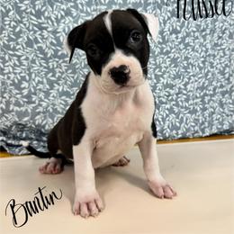 Russet - Seal brown male American Pit Bull Terrier puppy in Nine Mile Falls, Washington from Bartin Kennels