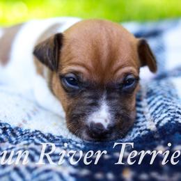 Black base sable - Red white and sable male Rat Terrier puppy in Allegan, Michigan from Gun River Terriers