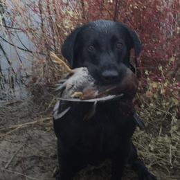 Labrador Retrievers from Crosbear Kennel